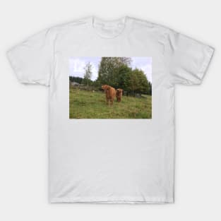 Scottish Highland Cattle Calves 1536 T-Shirt